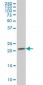 RAB2B Antibody (monoclonal) (M02)